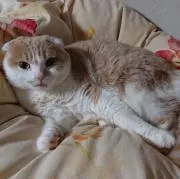 みぃちゃん(プロフ必ずご覧下さい)の画像