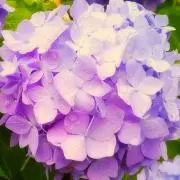 PLUM　☆プロフィール必須☆の画像