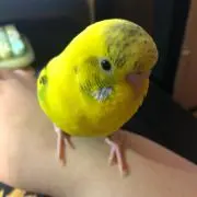 アポロのお部屋の画像