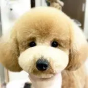 ゆったんの画像