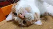 マルオカ