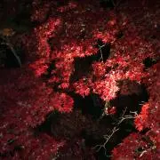 まさぞ~の画像
