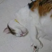 タツヤ
