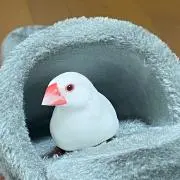 スカリぴとの画像