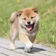 わち【即購入⭕️】 プロフィール確認‼️の画像