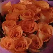 Hime＊＊Rose