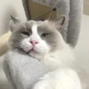 つばてゃ