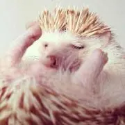 メルメル