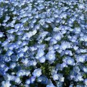 塩豆大福の画像