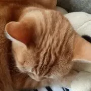 きゅまこの画像