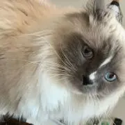 HERMES エルメス マルジェラ期 アルパカ ベスト 34 牛革 - メルカリ