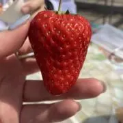 アルテイシアの画像