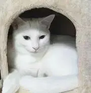 左近