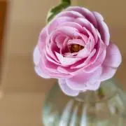 たかおかみことの画像