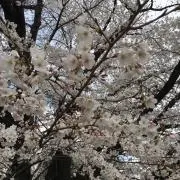 しげの画像