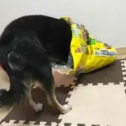 ゴンちゃん