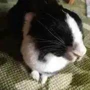 Kの画像