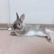 もちこの画像