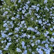 はりーの画像