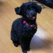 プルー