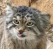 やーちん