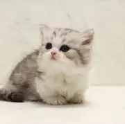mmの画像