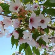 和(なごみ)の画像