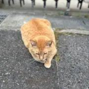 catの画像