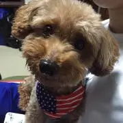 popoの画像