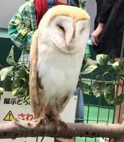ルビー