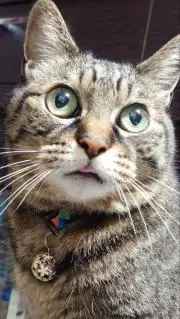 ゆら様 ウィッグオーダー専用ページ WIND BREAKER 楡井明彦 2月上旬