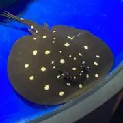 ジャックの画像