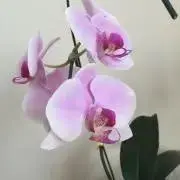 NHCC-Mの画像