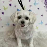さくらママの画像