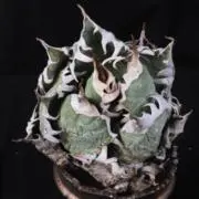 Morning plantsの画像