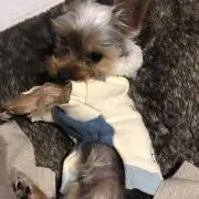 Koteの画像