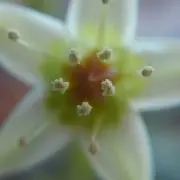 ボタニカルの画像