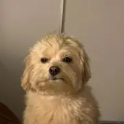 anioの画像