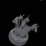 まふ
