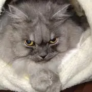 あけちゃんの画像