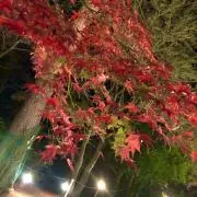 ディープインパクト