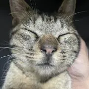 はやぶさの画像
