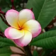 Puna