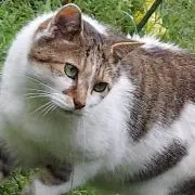 f3pqavの画像
