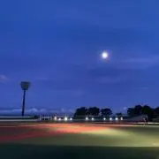 サトイモ
