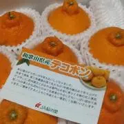 jiatengの画像