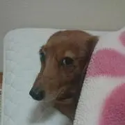 はなまる