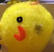 Shinの画像