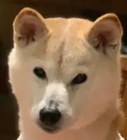 ワッフル