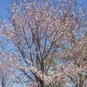∵◈AAA◈∵の画像